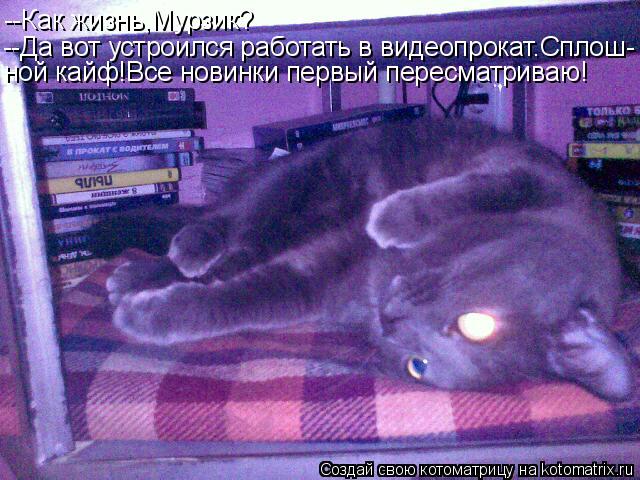 Котоматрица: --Как жизнь,Мурзик? --Да вот устроился работать в видеопрокат.Сплош- ной кайф!Все новинки первый пересматриваю!