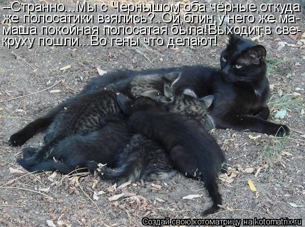 Котоматрица: --Странно...Мы с Чернышом оба чёрные,откуда же полосатики взялись?..Ой,блин,у него же ма- маша покойная полосатая была!Выходит,в све- круху пош