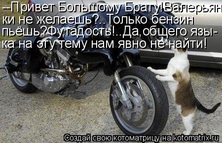 Котоматрица: --Привет Большому Брату!Валерьян- ки не желаешь?..Только бензин пьёшь?Фу,гадость!..Да,общего язы- ка на эту тему нам явно не найти!