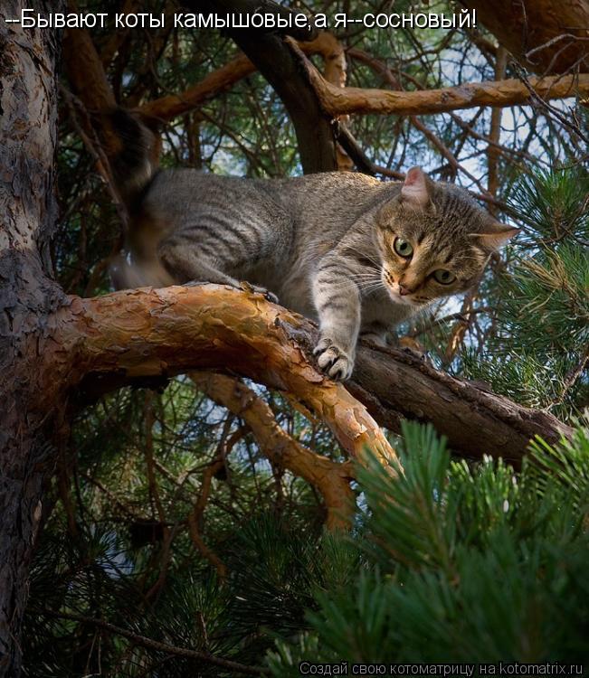 Котоматрица: --Бывают коты камышовые,а я--сосновый!