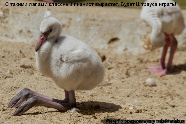 Котоматрица: С такими лапами классный пианист вырастет. Будет Штрауса играть!