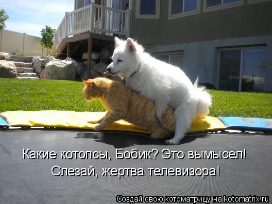 Котоматрица: Какие котопсы, Бобик? Это вымысел! Слезай, жертва телевизора!