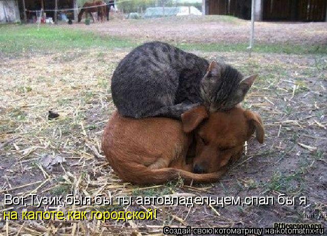 Котоматрица: Вот,Тузик,был бы ты автовладельцем,спал бы я на капоте,как городской!