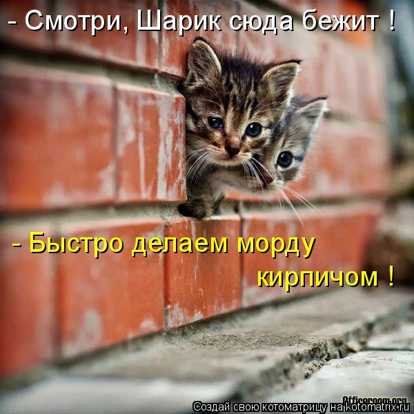 - Смотри, Шарик сюда бежит ! - Быстро делаем морду кирпичом !... Котоматрица: - Смотри, Шарик сюда бежит ! - Быстро делаем морду кирпичом !