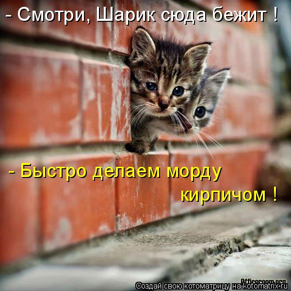 Котоматрица: - Смотри, Шарик сюда бежит ! - Быстро делаем морду  кирпичом !