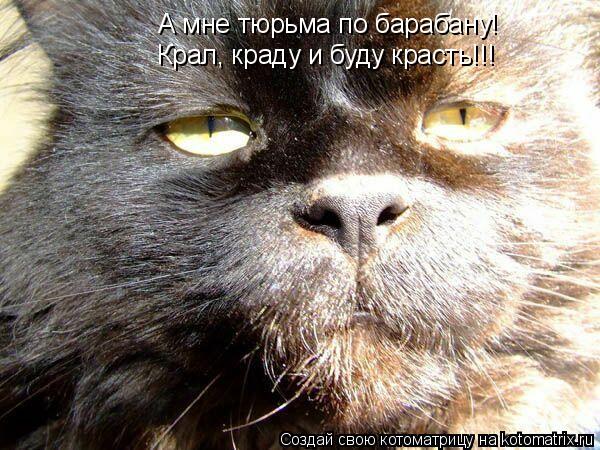 Котоматрица: А мне тюрьма по барабану! Крал, краду и буду красть!!!