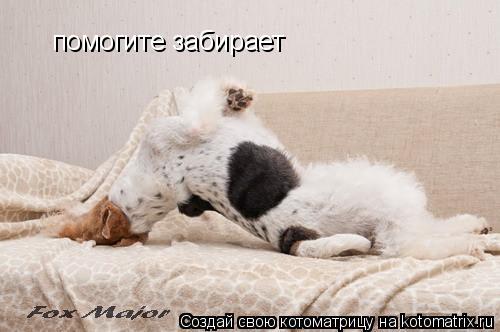 Котоматрица: помогите забирает