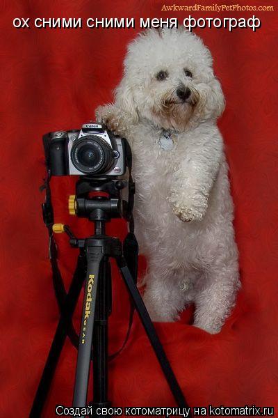Котоматрица: ох сними сними меня фотограф