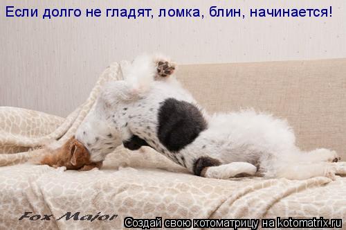Котоматрица: Если долго не гладят, ломка, блин, начинается!