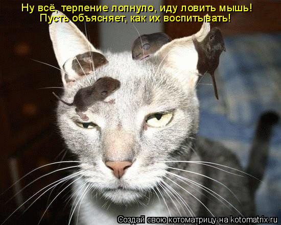 Котоматрица: Ну всё, терпение лопнуло, иду ловить мышь! Пусть объясняет, как их воспитывать!
