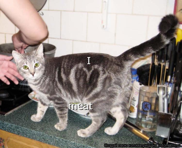 Котоматрица: I meat