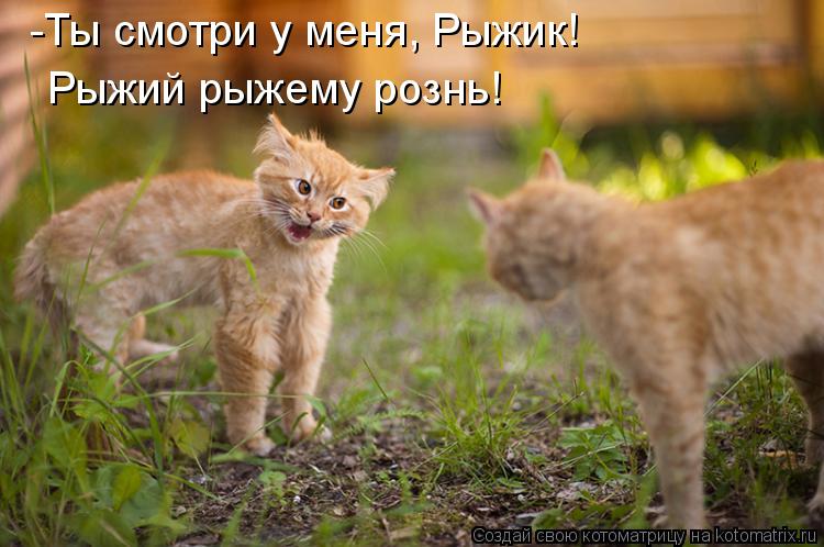 Котоматрица: -Ты смотри у меня, Рыжик! Рыжий рыжему рознь!