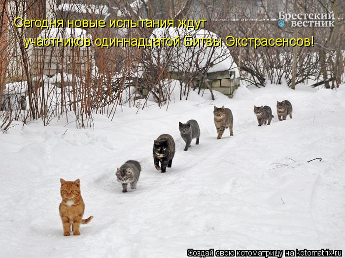 Котоматрица: Сегодня новые испытания ждут участников одиннадцатой Битвы Экстрасенсов!