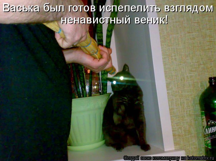 Котоматрица: Васька был готов испепелить взглядом  ненавистный веник!