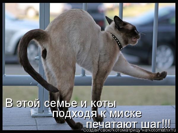 Котоматрица: подходя к миске В этой семье и коты печатают шаг!!!