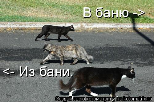 Котоматрица: В баню -> <- Из бани.