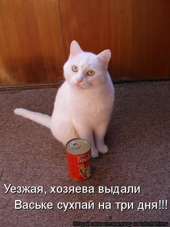 Котоматрица: Уезжая, хозяева выдали Ваське сухпай на три дня!!!