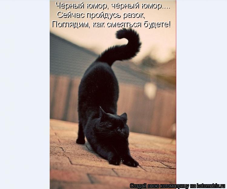 Котоматрица: Чёрный юмор, чёрный юмор.... Сейчас пройдусь разок, Поглядим, как смеяться будете!