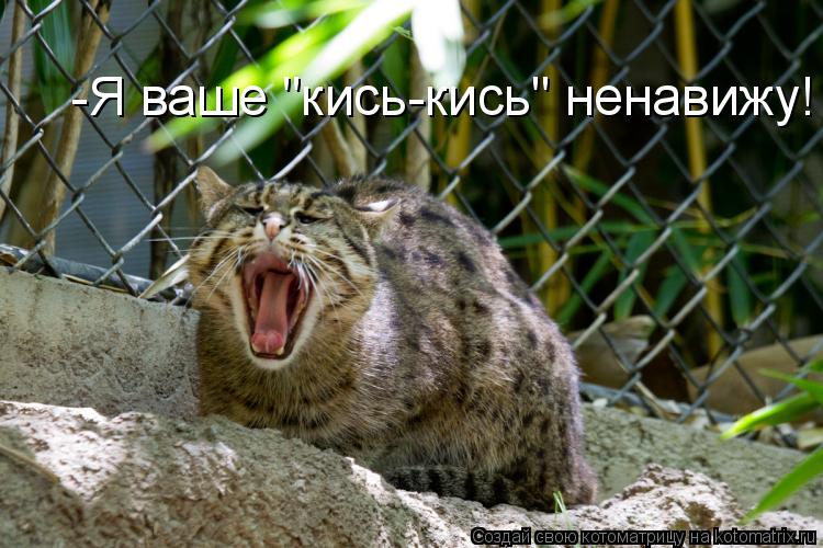 Котоматрица: -Я ваше "кись-кись" ненавижу!