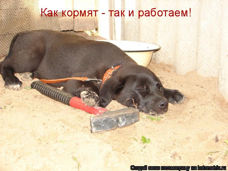 Котоматрица: Как кормят - так и работаем!