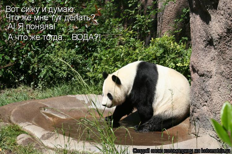 Котоматрица: Вот сижу и думаю: Что же мне тут делать? А! Я поняла! А что же тогда....ВОДА?!