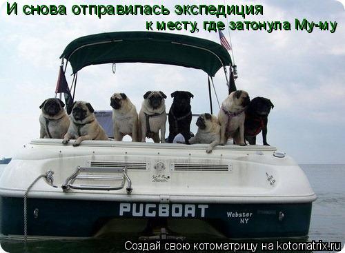 Котоматрица: И снова отправилась экспедиция к месту, где затонула Му-му