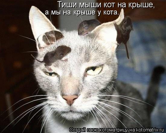 Котоматрица: Тиши мыши кот на крыше, а мы на крыше у кота.
