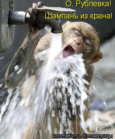 Котоматрица: О, Рублевка! Шампань из крана!