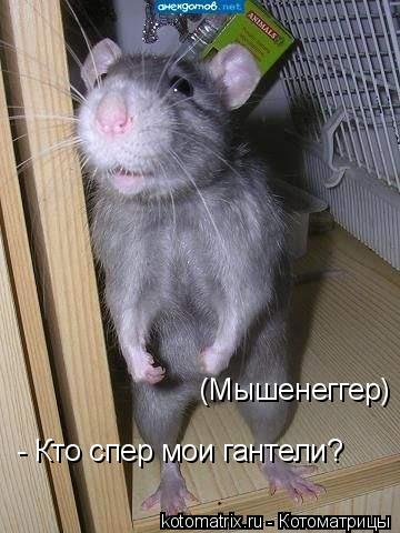 Котоматрица: (Мышенеггер) - Кто спер мои гантели?