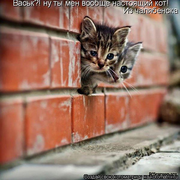 Котоматрица: Васьк?! ну ты мен вообще настоящий кот! Из чалябенска