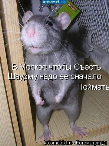 Котоматрица: В Москве чтобы Съесть Шаурму надо ее сначало Поймать
