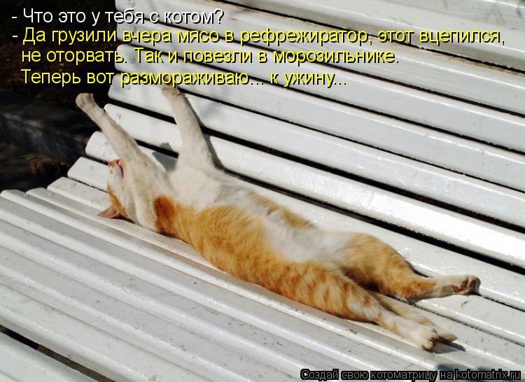 Котоматрица: - Что это у тебя с котом? - Да грузили вчера мясо в рефрежиратор, этот вцепился, не оторвать. Так и повезли в морозильнике.  Теперь вот размораж