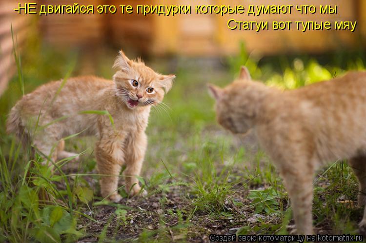 Котоматрица: -НЕ двигайся это те придурки которые думают что мы Статуи вот тупые мяу