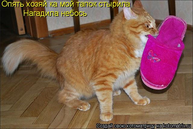 Котоматрица: Опять хозяй ка мой тапок стырила Нагадила небось