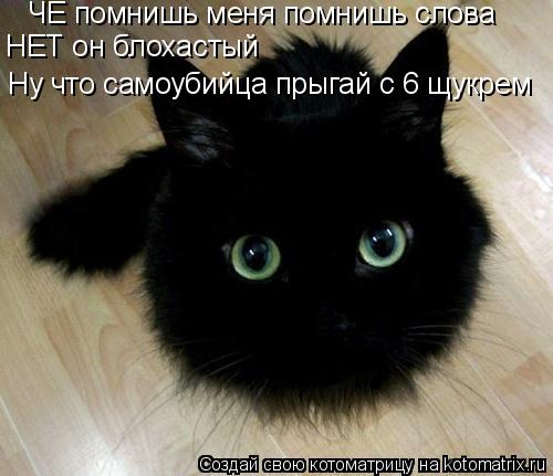 Котоматрица: ЧЕ помнишь меня помнишь слова НЕТ он блохастый Ну что самоубийца прыгай с 6 щукрем