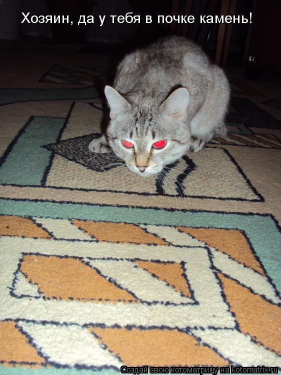 Котоматрица: Хозяин, да у тебя в почке камень!