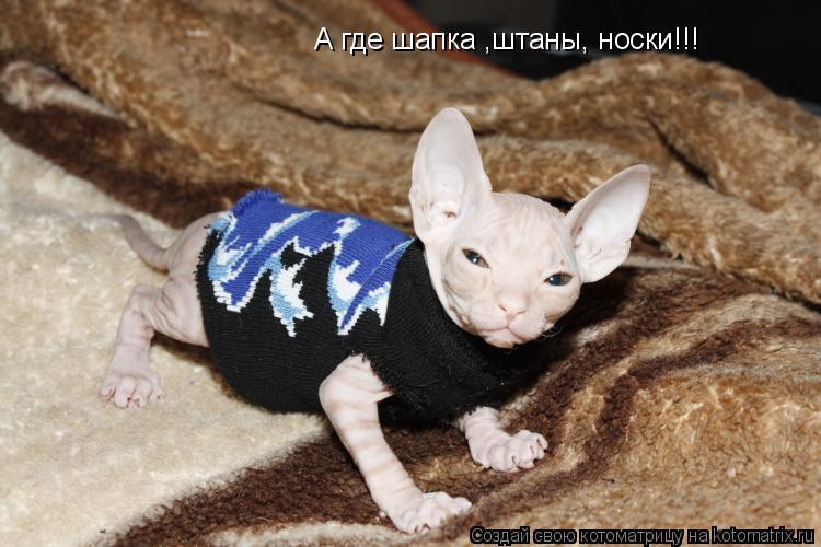 Котоматрица: А где шапка ,штаны, носки!!!
