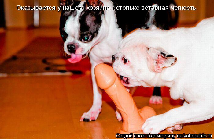 Котоматрица: Оказывается у нашего хозяина нетолько вставная челюсть