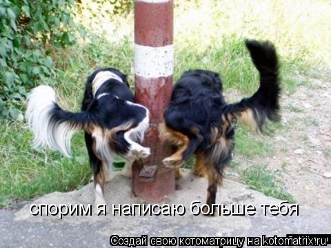 Котоматрица: спорим я написаю больше тебя
