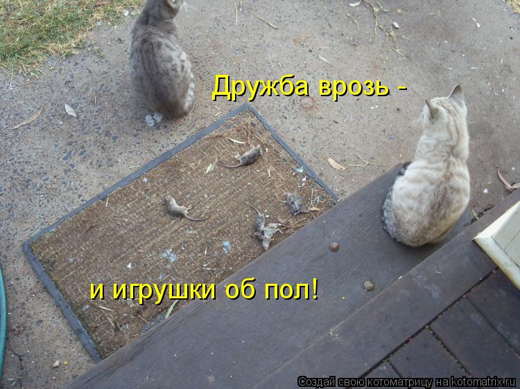 Котоматрица: Дружба врозь - и игрушки об пол!