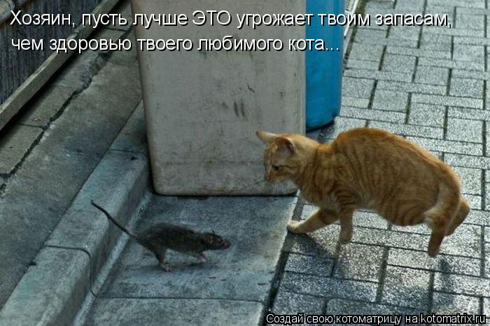 Котоматрица: Хозяин, пусть лучше ЭТО угрожает твоим запасам, чем здоровью твоего любимого кота...