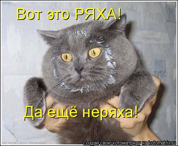 Котоматрица: Вот это РЯХА! Да ещё неряха!