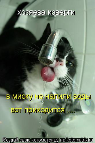 Котоматрица: хозяева изверги в миску не налили воды вот приходится ....