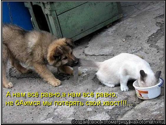 Котоматрица: А нам всё равно,а нам всё равно, не бАимся мы потерять свой хвост!!!...