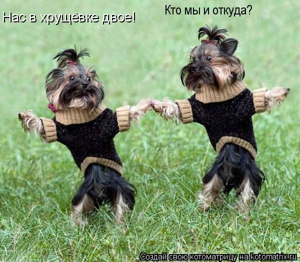 Котоматрица: Нас в хрущёвке двое! Кто мы и откуда?