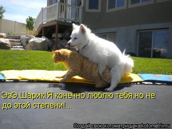 Котоматрица: ЭэЭ,Шарик!Я конечно люблю тебя,но не до этой степени!...