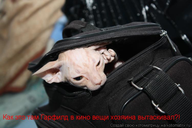 Котоматрица: Как это там Гарфилд в кино вещи хозяина вытаскивал?!