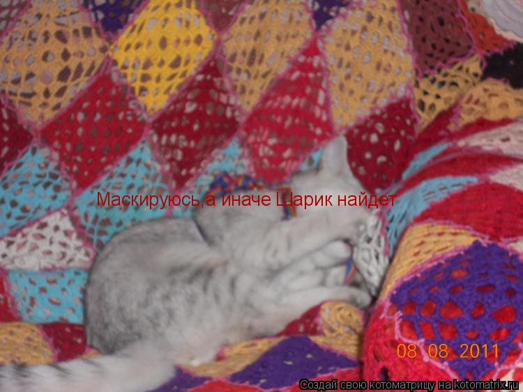 Котоматрица: Маскируюсь,а иначе Шарик найдет