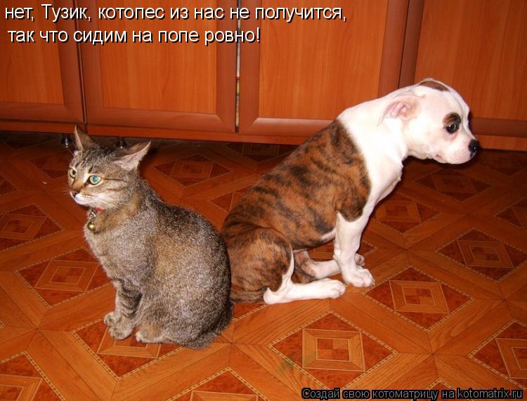 Котоматрица: нет, Тузик, котопес из нас не получится,  так что сидим на попе ровно!