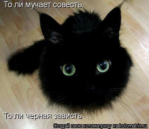 Котоматрица: То ли мучает совесть, То ли черная зависть